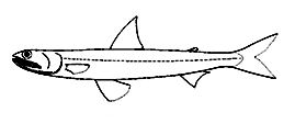Familia_Synodontidae _claves.jpg